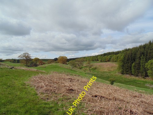 Photo 6x4 goldie knoll - photo,