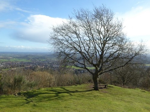 Photo 6x4 tree ann s - photo, st