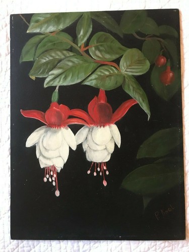 Abutilon fiore floreale